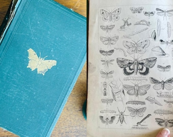 The Guide to the Study of Insects- Antique 1878 Book- A.S. Packard- Insect Bookplates- Gift Entomologist- Moth Bookplates- Bugs/ Insects