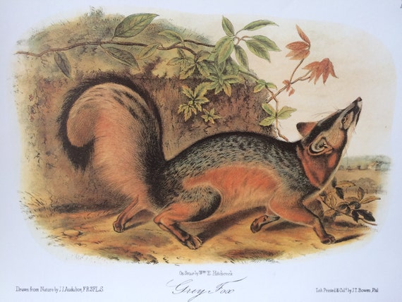 1989 Vintage /"CANADA LYNX/" FABULOUS AUDUBON MAMMAL COLOR Art Plate Lithograph