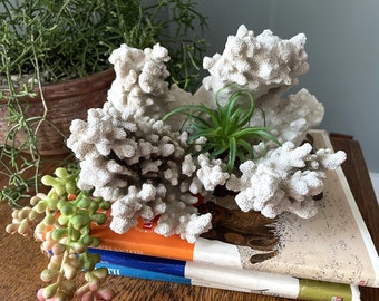 Vintage Large Natural White Coral- Thick Branched Stony Coral- Beach House- Nautical Decor-Natural History- Sea Coral-Cabinet of Curiosities