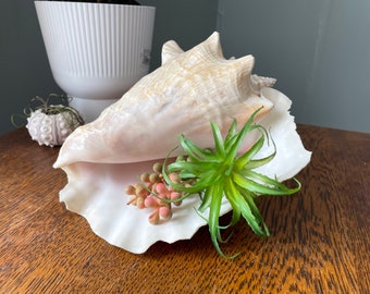 Vintage Large Real Queen Conch Shell/ Real Sea Shell- Cabinet of Curiosities- Beach Decor- Coastal Decor- Succulent Seashell Decor Vintage