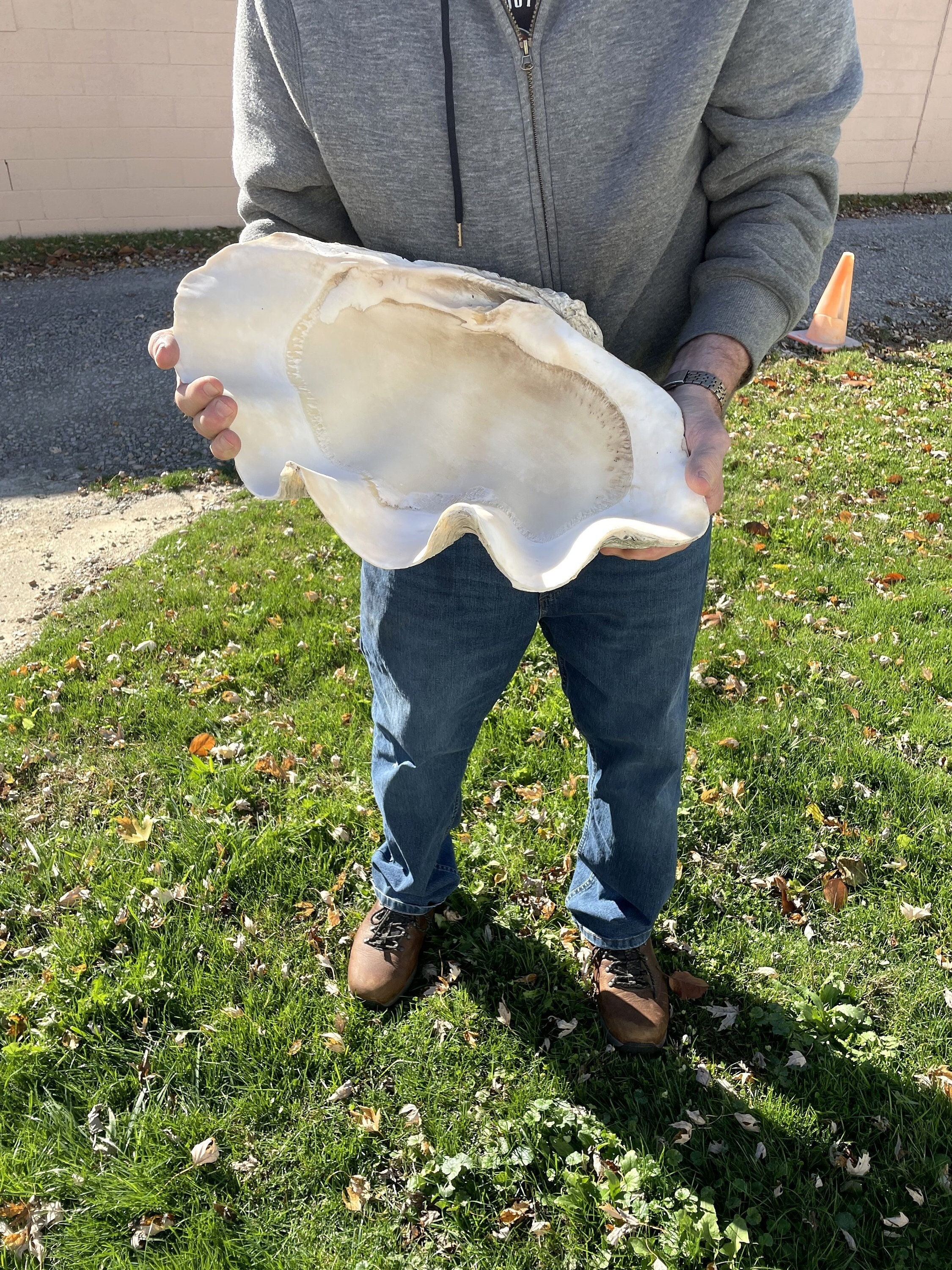 Real giant on sale clam shell