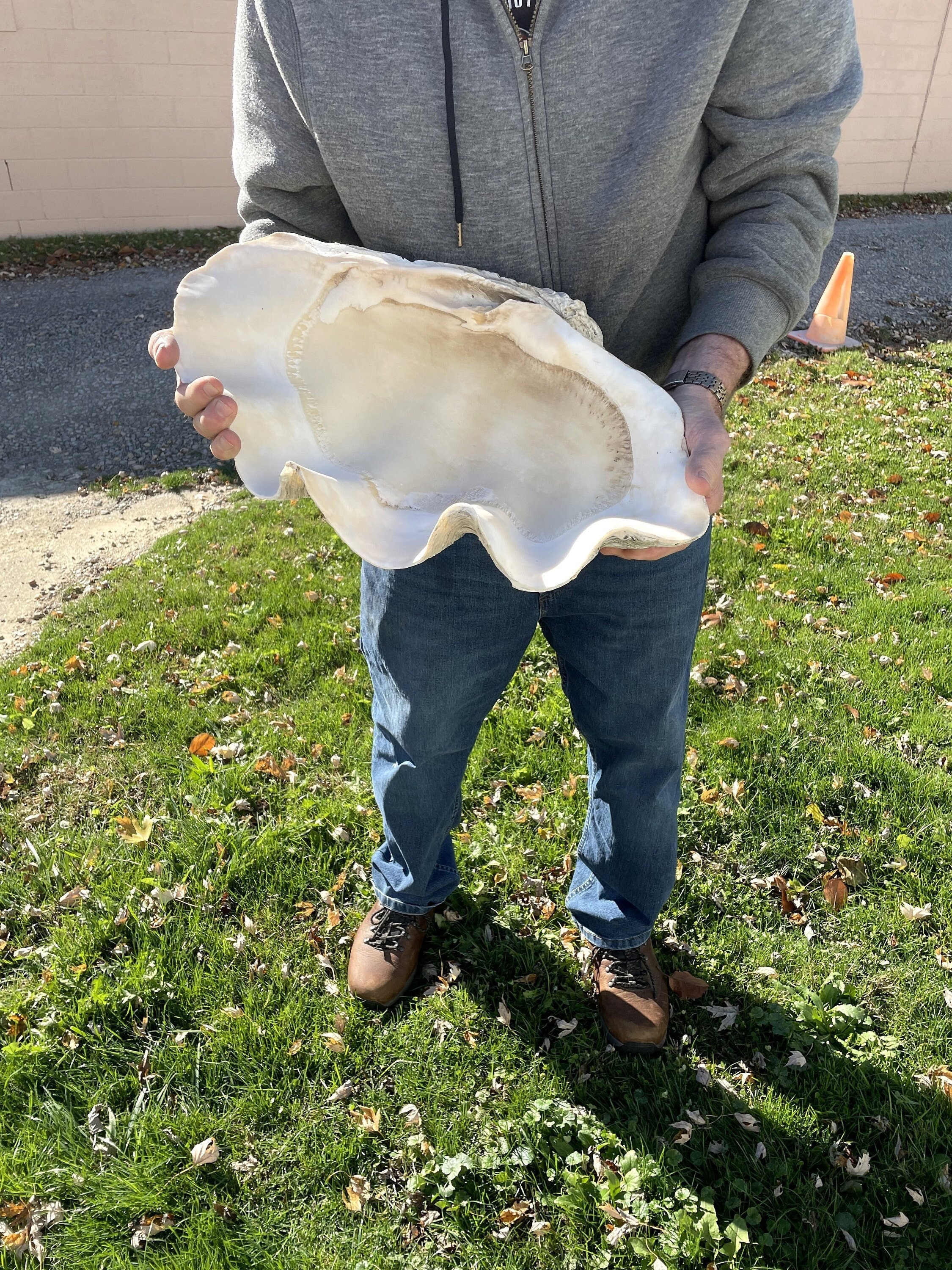 Extra Large Giant Clam Shell MATCHING PAIR Very Very Rare Unique Real  Complete Sea Shell Decorative Display Specimen Free USA Shipping 