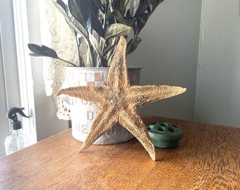 Vintage 10'' Large Flat Starfish/ Sea Star- Specimen- Natural Curiosity- Cabinet of Curiosities- Beach Decor- Specimen- Flattened Starfish