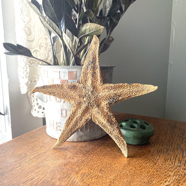 Vintage 10'' Large Flat Starfish/ Sea Star- Specimen- Natural Curiosity- Cabinet of Curiosities- Beach Decor- Specimen- Flattened Starfish
