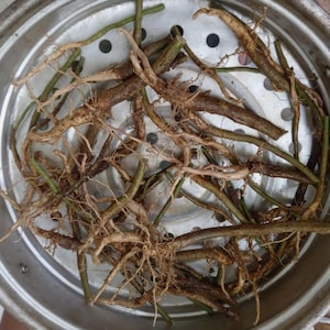 Könnte beinhalten: Eine Ansammlung brauner und grüner Pflanzenwurzeln mit sichtbaren Wurzelhaaren, angeordnet in einem runden, silbernen Metall-Dampfgarer. Die Wurzeln variieren in Größe und Form. Der Dampfgarer hat mehrere kleine Löcher.