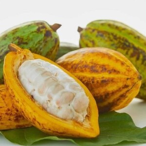 Puede incluir: Imagen de vainas de cacao, algunas enteras y otras cortadas para revelar los granos blancos. Las vainas son verdes y amarillas con marcas marrones. Se ve una hoja verde.