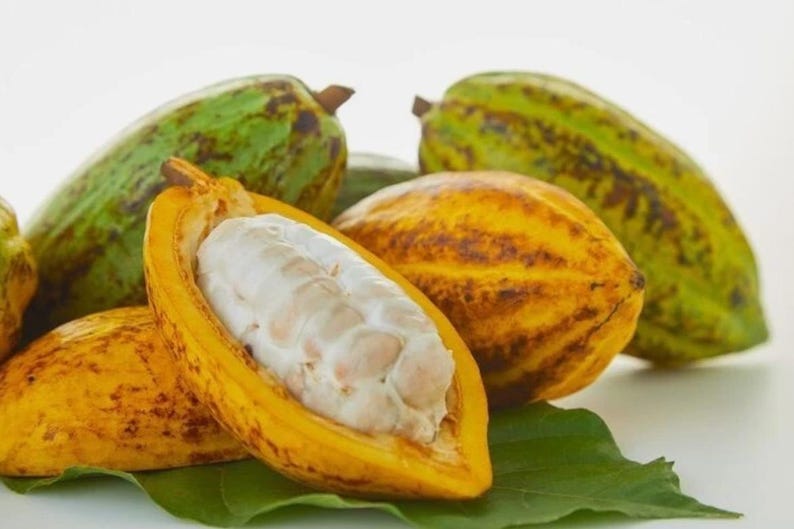Puede incluir: Imagen de vainas de cacao, algunas enteras y otras cortadas para revelar los granos blancos. Las vainas son verdes y amarillas con marcas marrones. Se ve una hoja verde.