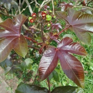 Pode incluir: Close-up de uma planta com folhas grandes e brilhantes de cor bordô. As folhas têm uma forma distinta com múltiplos lóbulos. Pequenos botões verdes e vermelhos são visíveis no caule, em um fundo de folhagem verde.