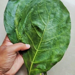 May include: A hand holds several large, vibrant green leaves. The leaves have prominent veins and a slightly textured surface. The leaves are broad and appear fresh, with a natural, organic aesthetic.