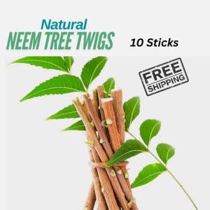 Könnte beinhalten: Ein Bündel natürlicher Neem-Zweigstücke mit grünen Blättern. Der Text "Natural Neem Tree Twigs" ist in Blau und Grün dargestellt. Das Bild enthält auch den Text "10 Sticks".
