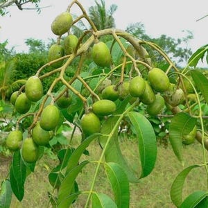 Puede incluir: Primer plano de una rama de árbol cargada de frutos verdes de forma ovalada. Las frutas están agrupadas, algunas con ligeras imperfecciones. Grandes hojas verdes rodean las frutas, creando una escena natural y vibrante.