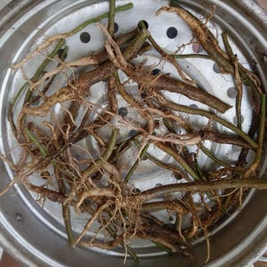 Könnte beinhalten: Eine Ansammlung von Pflanzenwurzeln mit sichtbaren Wurzelhaaren, in verschiedenen Braun- und Beigetönen, ist in einem runden, silbernen Metall-Dampfgarer angeordnet. Die Wurzeln haben eine raue Textur und unterschiedliche Längen.