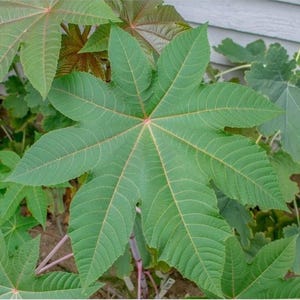 Può includere: Primo piano di una grande foglia verde con venature prominenti che si irradiano da un punto centrale. La foglia ha una forma a stella con più lobi e una superficie leggermente strutturata. Altre foglie sono visibili sullo sfondo, con una miscela di tonalità verdi e rossastre.