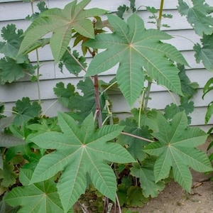 May include: Close-up of a castor bean plant with large, green, star-shaped leaves. The leaves have prominent veins and are set against a backdrop of other green foliage and a white-sided building.