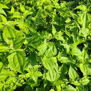 Drömört Calea Zacatechichi-blad Schmerbals Herbals Naturligt välbefinnande