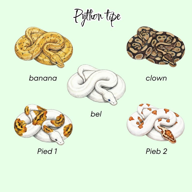 May include: Illustration of five different types of ball pythons: banana, clown, bel, Pied 1, and Pieb 2. The snakes are depicted in a coiled position against a light green background. The text "Python type" is written at the top in a cursive font.