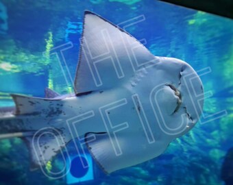 Bogenmaul Gitarrenfisch Fotografie Druck - Ocean Wildlife Wandkunst