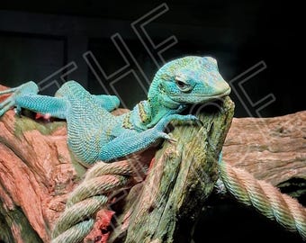 Jamaika-Türkis Anole - Fotografie
