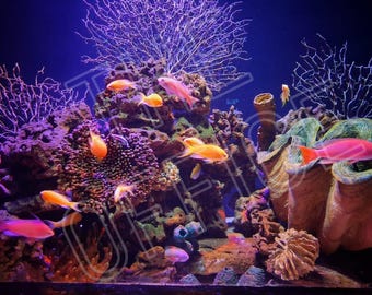 Tropische Fische - Fotografie
