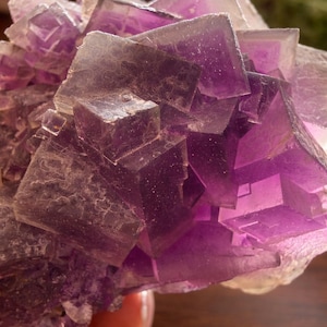 Peut inclure: Gros plan sur un amas de cristaux de fluorite violets. Le cristal a une structure cubique avec des nuances de violet et des zones translucides. Le cristal est tenu par une main, avec un arri&egrave;re-plan flou.
