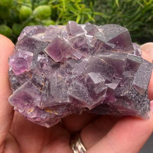 Peut inclure: Gros plan sur un amas de cristaux de fluorite violette. Le cristal a une structure cubique avec des nuances de violet et de gris. Le fond pr&eacute;sente un feuillage vert.