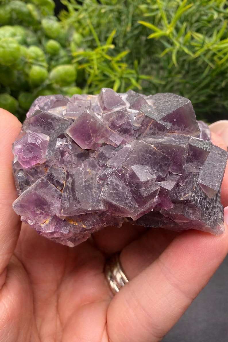 Peut inclure: Gros plan sur un amas de cristaux de fluorite violette. Le cristal a une structure cubique avec des nuances de violet et de gris. Le fond pr&eacute;sente un feuillage vert.