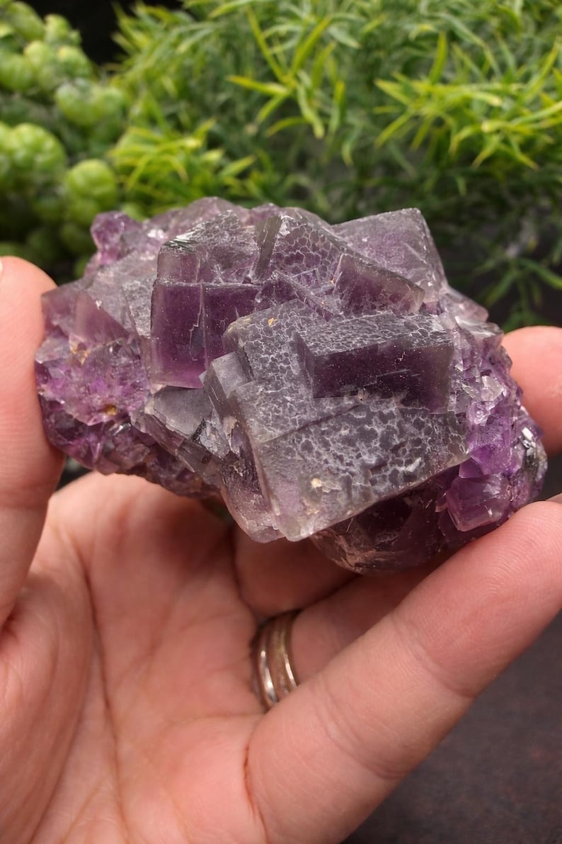 Spécimen de fluorite violette brute - Formation de cristaux cubiques, zonage époustouflant - Mine de Qinglong, Chine - Pièce minérale de collection - Fluorite naturelle image 12