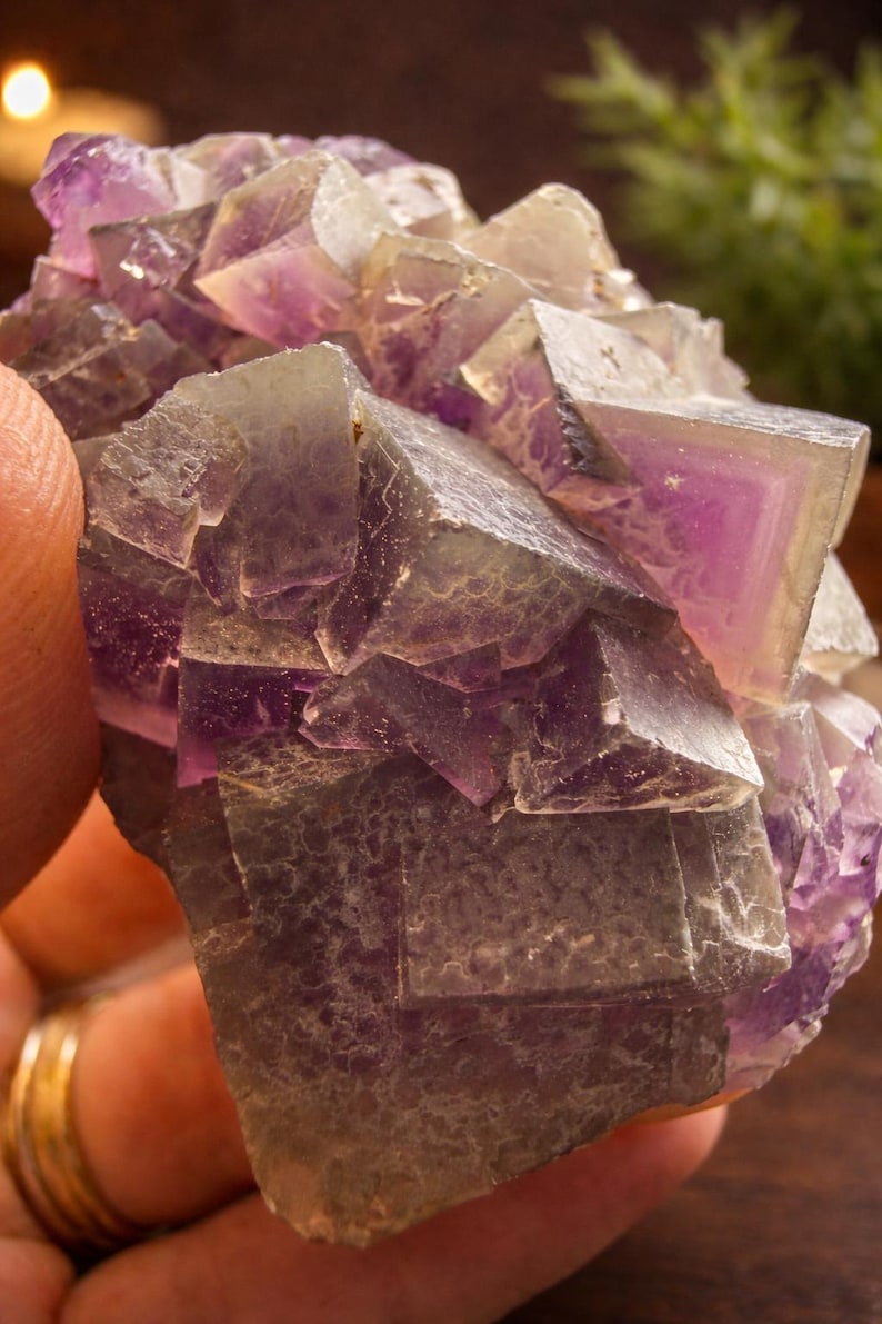 Peut inclure: Gros plan sur un sp&eacute;cimen de fluorite. La structure cristalline pr&eacute;sente un m&eacute;lange de formations cubiques violettes et claires. Le sp&eacute;cimen est tenu dans une main, avec une bague en or visible. L'arri&egrave;re-plan est flou, avec des touches de verdure.