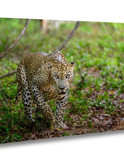 Sri Lankan Stalking Leopard Wildlife Big Cat Jungle Portrait Wall Art Photo Animal Decor By SheilaHaddadFineArt Designed by SheilaHaddadFineArt Shop owned by Sheila 7 months on Etsy