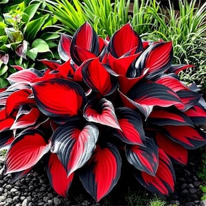 May include: A vibrant plant with large, heart-shaped leaves. The leaves are a striking combination of red, black, and white, creating a bold visual contrast. The plant is surrounded by green foliage and small, dark pebbles.