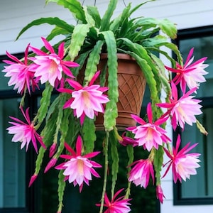 kaktus creme Euphorbia 'Mint Cream' Cactus - Variegated Live Cactus for Sale in CA