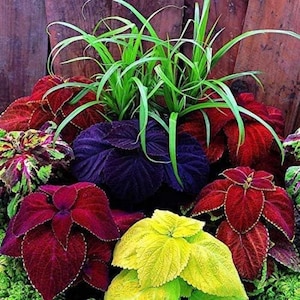 May include: A colourful display of coleus plants, showcasing a range of leaf hues. The leaves vary from deep burgundy and purple to bright yellow and green, with a central cluster of long, grass-like green leaves. A wooden fence forms the backdrop.