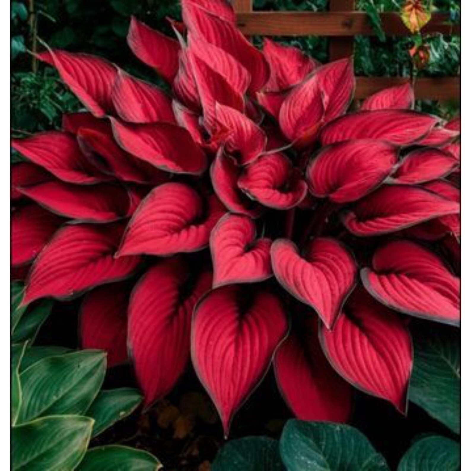 Red Hosta Seeds 400+ Rare Perennial Plant - Etsy