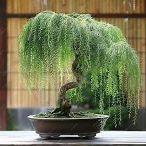 May include: A weeping willow bonsai tree in a brown ceramic pot. The tree has a curved trunk and cascading green foliage. The pot sits on a wooden surface, with a bamboo screen in the background. The bonsai is a miniature version of a full-sized tree.