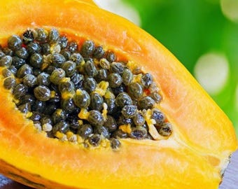 Semillas de papaya roja para plantar / Papaya Carica orgánica / Semillas no transgénicas de Ceilán