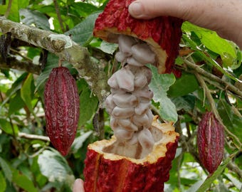 Semillas frescas de cacao para plantar / Theobroma cacao / Semillas de árbol de cacao tropical / De Ceilán