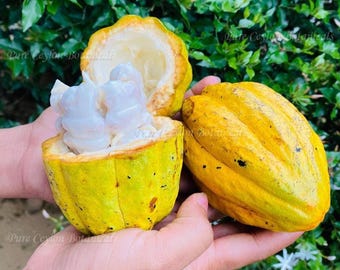 Más de 15 semillas frescas de cacao para plantar / Theobroma cacao / Semillas de árbol de cacao tropical de Ceilán