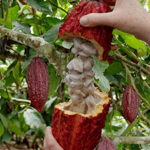 Può includere: Un baccello di cacao rosso maturo viene aperto per rivelare i chicchi di cacao bianchi all'interno. Il baccello è tenuto aperto da una mano, mostrando i chicchi. Altri baccelli di cacao pendono dai rami dell'albero, circondati da foglie verdi.