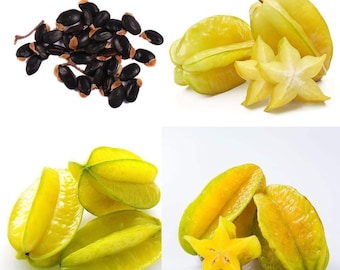 Más de 10 semillas frescas de carambola / Averrhoa carambola / Carambola Sweetest / Semillas no transgénicas de Ceilán