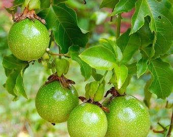 Más de 25 semillas de maracuyá para plantar / Passiflora Edulis / Fruta tropical dulce / Alta germinación