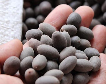 Más de 10 semillas de loto de Ceilán / Nelumbo nucifera / Loto sagrado / 100 % natural y orgánico