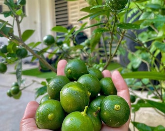 Más de 10 semillas frescas de calamansi de Ceilán para plantar / Citrus X microcarpa / Calamondin / Orgánico y 100% natural