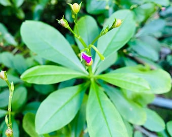 Más de 100 semillas de espinaca de Surinam para plantar / semillas de verdolaga / Talinum fruticosum / 100% naturales de Sri Lanka