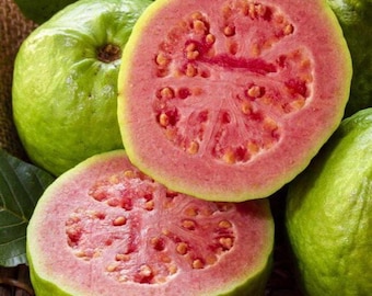 Más de 25 semillas de guayaba roja de Ceilán para plantar / Psidium guajava / Semillas de frutas tropicales / Semillas orgánicas no transgénicas