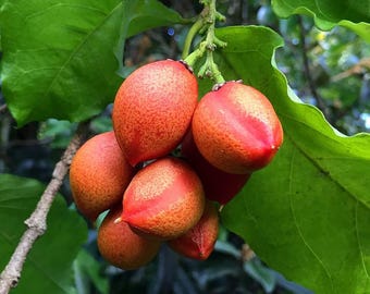 Más de 10 semillas frescas de mantequilla de cacahuete orgánica para plantar / Semillas de Bunchosia glandulifera de Ceilán
