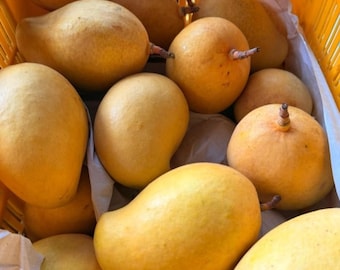 Semillas de mango Alphonso para plantar, semillas orgánicas no transgénicas de alta germinación procedentes de Ceilán.