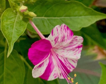 Paquete de 10+ semillas multicolores de Mirabilis jalapa / Maravilla del Perú / Mirabilis jalapa