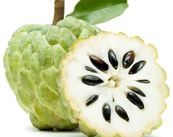 Semillas de Atemoya para plantar / Annona Squamosa / Chirimoya / 100% Natural y Orgánica de Ceilán