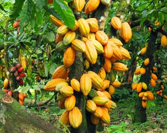 Plus de 10 graines de cacao fraîches à planter | Theobroma cacao | Graines de chocolat tropical | 100 % naturel et biologique de Ceylan