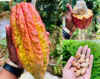 Semillas de cacao rojo gigante para plantar / Cacao raro / Theobroma cacao de Ceilán